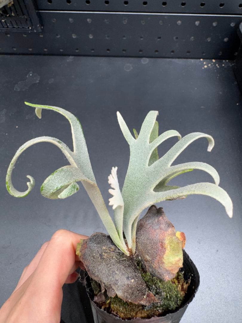 【平凡之鹿】YMDS Totoro HHRナーセリータグ付け #113