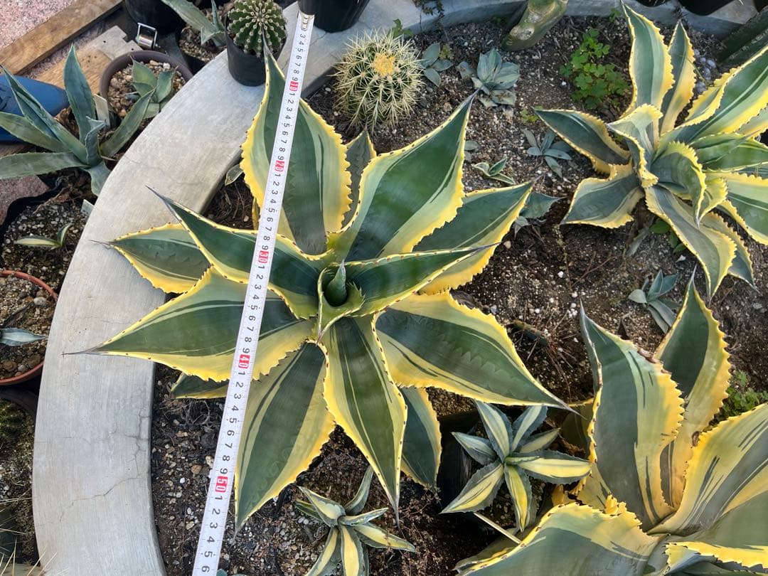 アガベ　リップルエフェクト　中株　幅50cm