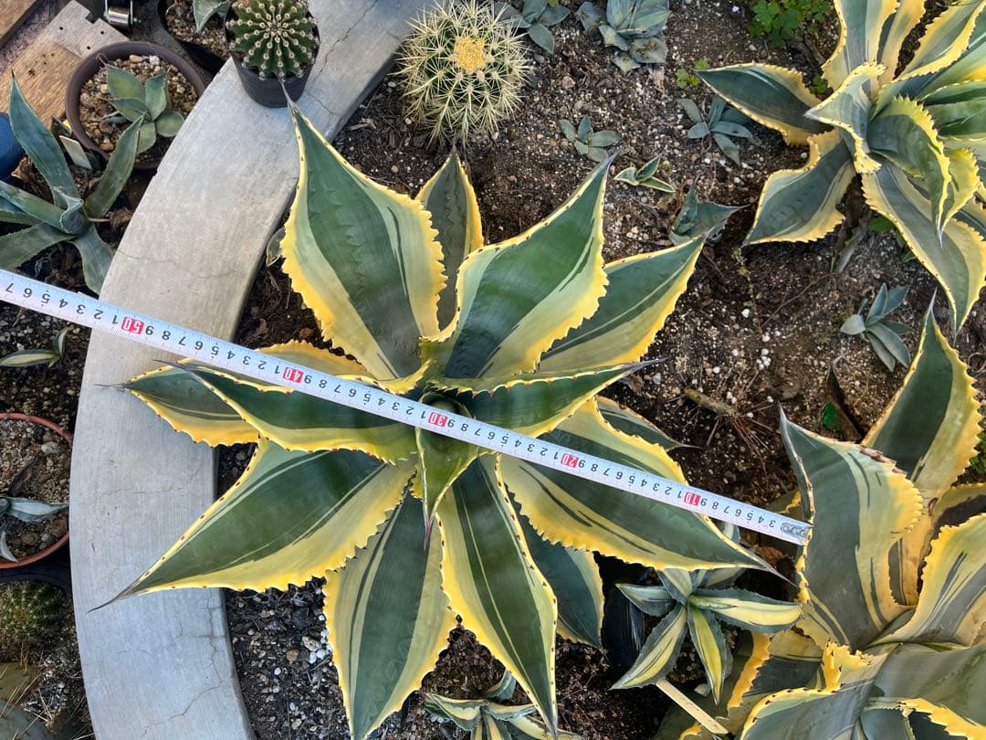 アガベ　リップルエフェクト　中株　幅50cm