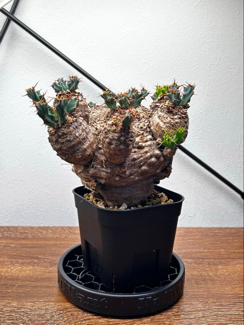 【発根済】ユーフォルビア クラビゲラ 現地球