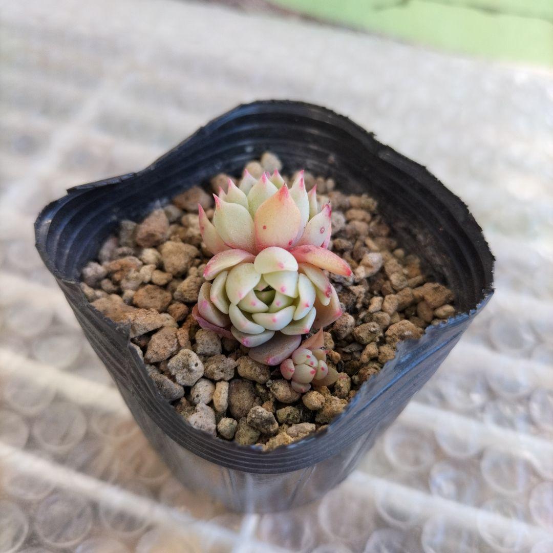 かきぴー