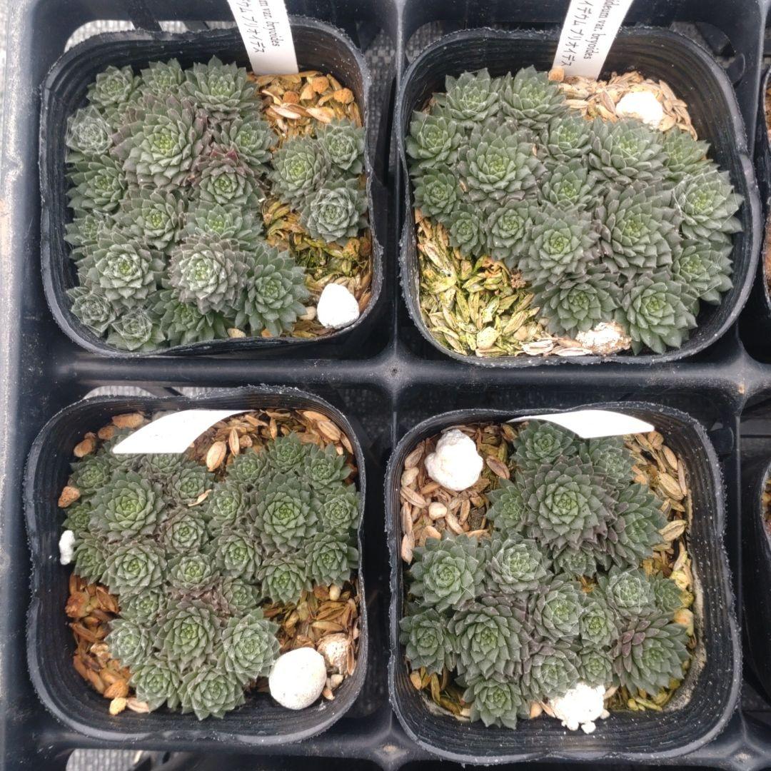 1ポット410円〜 センペルビウム26年1月 その8