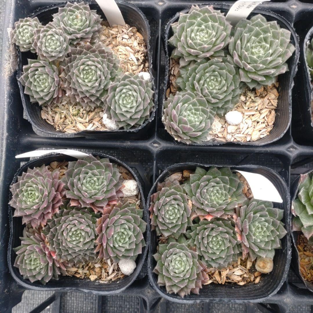 1ポット410円〜 センペルビウム26年1月 その8