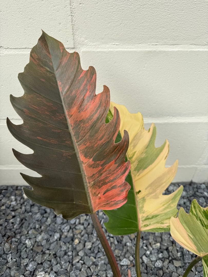 幸*様 フィロデンドロン　キャラメル　マーブル(大株)