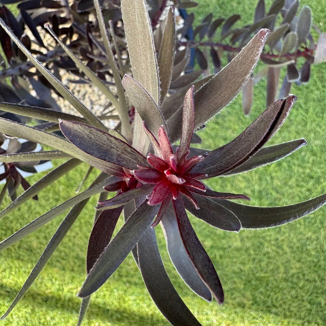 リューカデンドロン デュリフ Leucadendron Durif 8号　大株