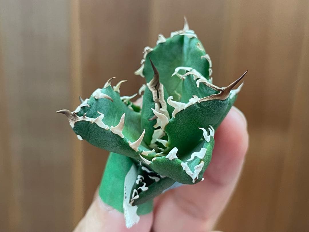 【REZA産】イラン株　選抜　アガベ　　NOVA ノヴァ　天芽　12月便