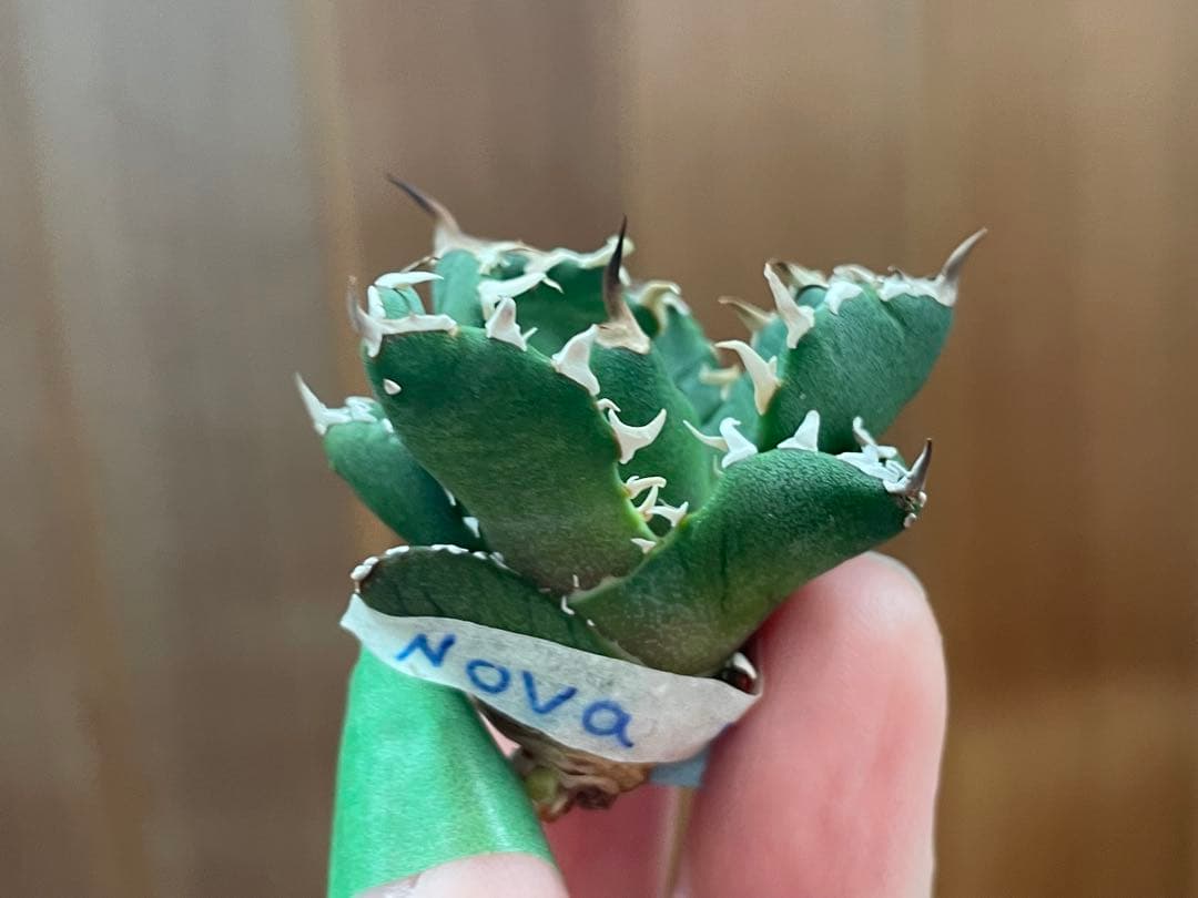 【REZA産】イラン株　選抜　アガベ　　NOVA ノヴァ　天芽　12月便