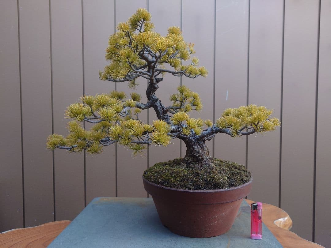 盆栽　五葉松　樹高38cm