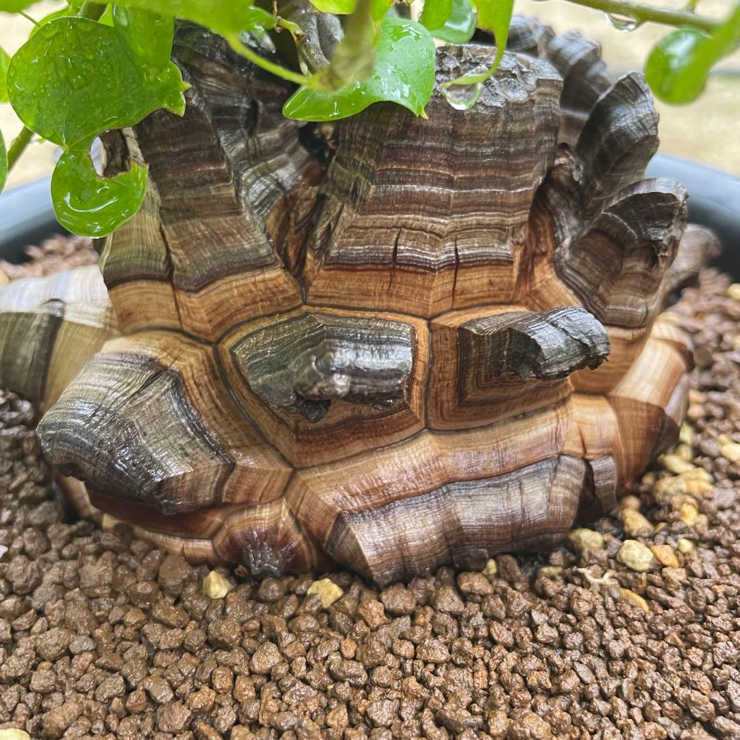 亀甲竜　7号鉢　希少　塊根植物