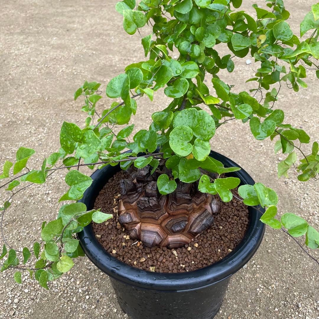 亀甲竜　7号鉢　希少　塊根植物