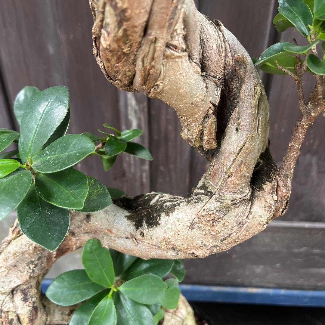 曲がりガジュマル　昇り龍