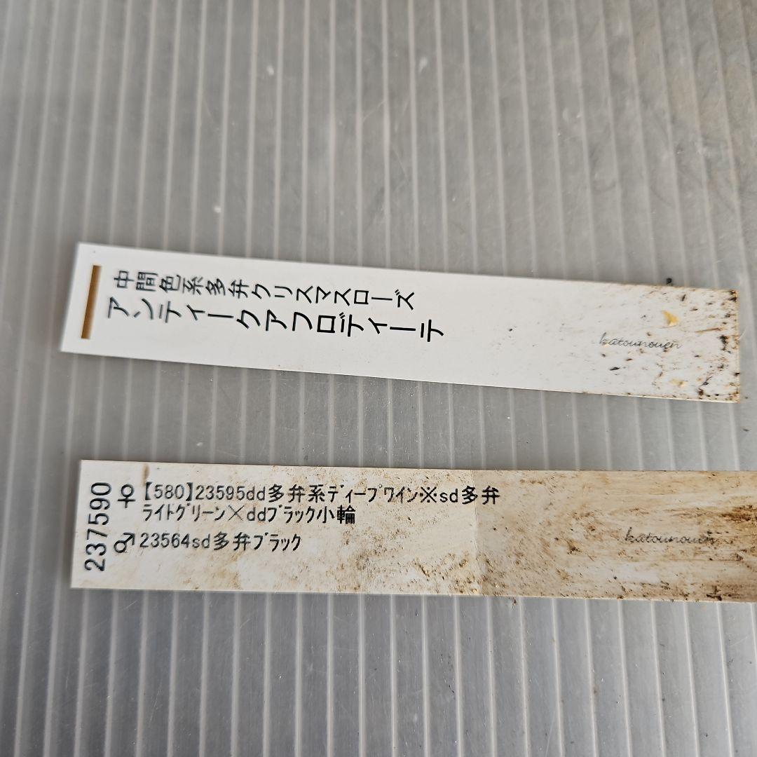 ㉖-447クリスマスローズ