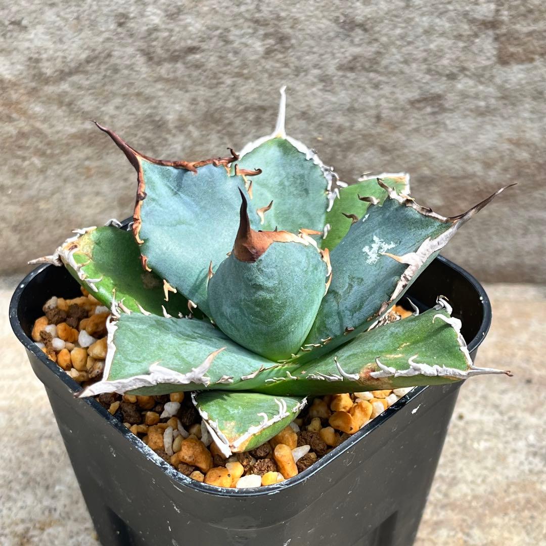 アガベ　チタノタ　黒犀牛　No.002　鉢、送料込　メルカリ便