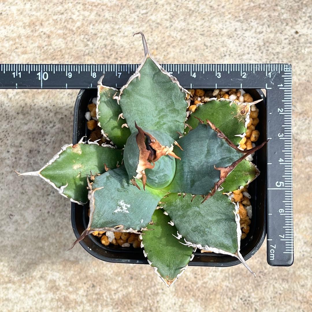 アガベ　チタノタ　黒犀牛　No.002　鉢、送料込　メルカリ便