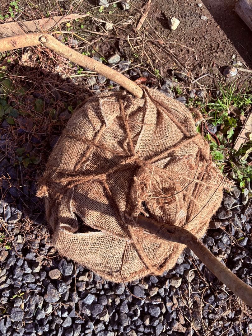 57 天然山採りアオダモ×クロモジ