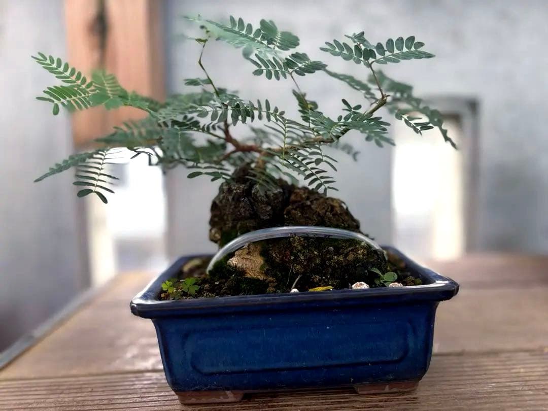 タカボーネムノキ　コーデックス　ゴツゴツ肌　レア　希少　塊根植物