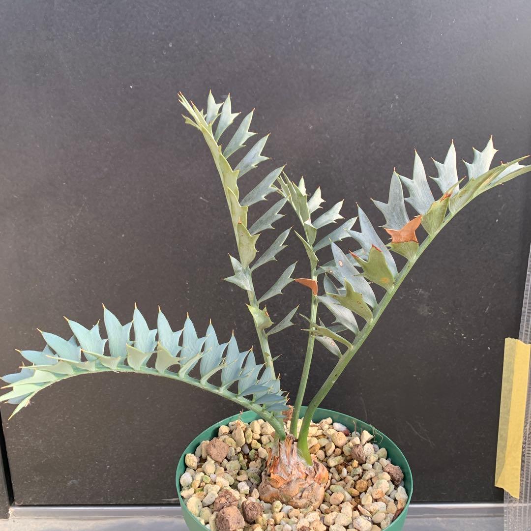 【南アフリカ産】エンセファラルトス・ホリダス（No3-3）