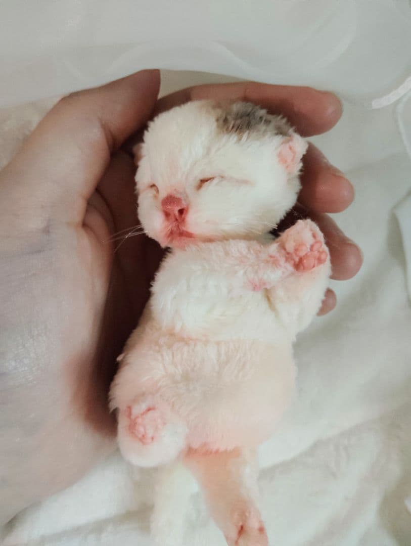 生後１日❤生まれたての子猫ちゃん♡バスケットとクマたん♡アートドール♡ぬいぐるみ