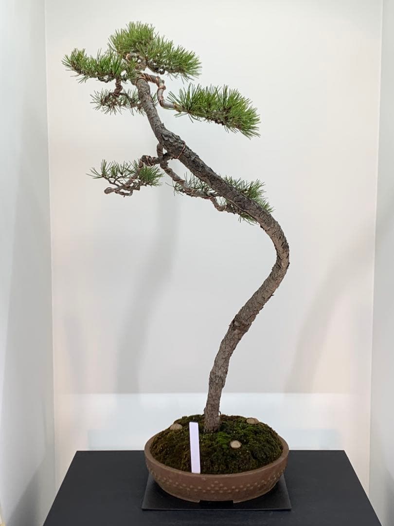 お洒落な曲芸の文人赤松　樹高約86cm（検索/黒松　真柏　捻転　盆栽　古木）