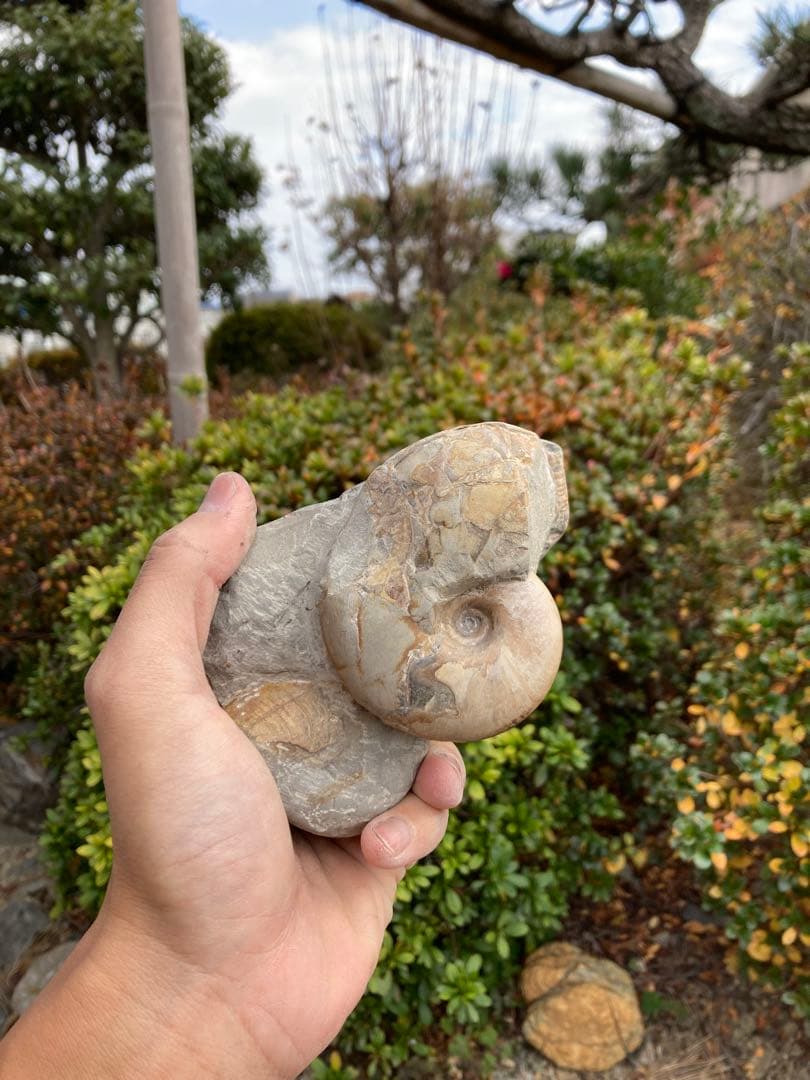 色が綺麗な茶色のテトラゴニテス　アンモナイト　化石