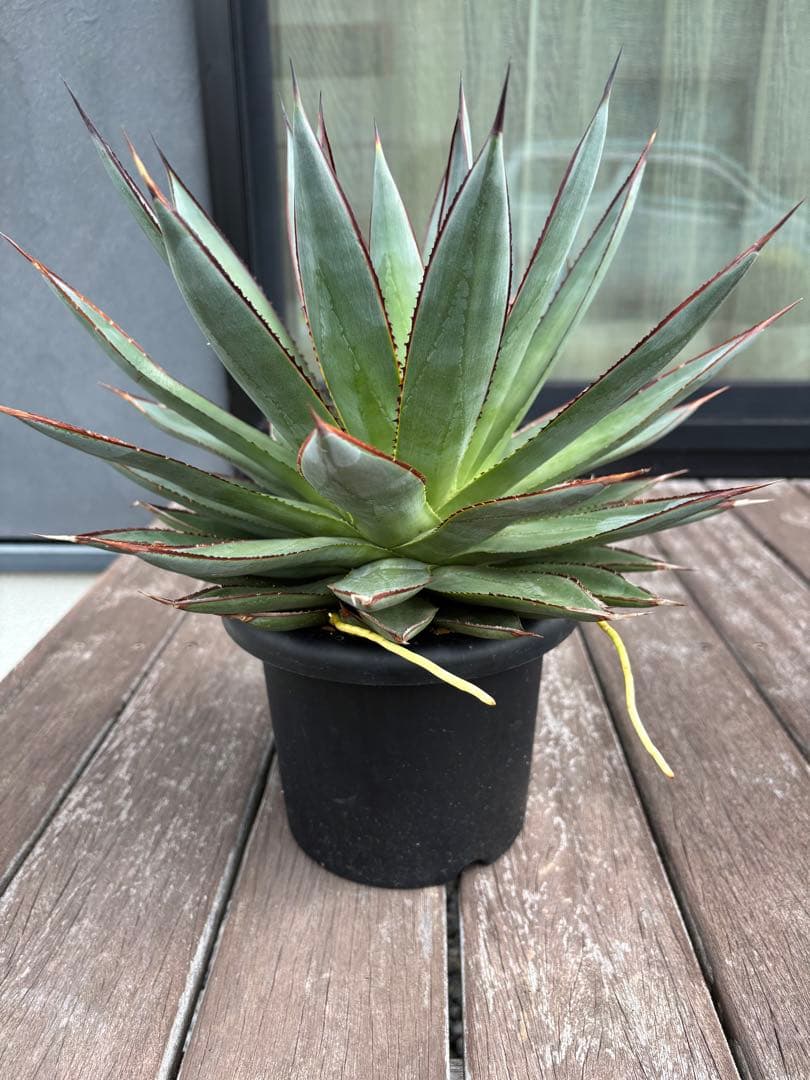 ブルーグロー　中型 アガベ　黒鉢付き