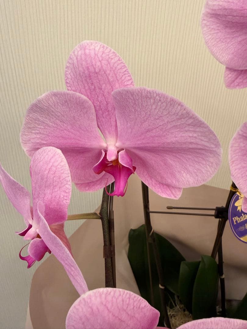 大輪胡蝶蘭　ピンク　3本立ち　39輪　お祝い用　ラッピング有！