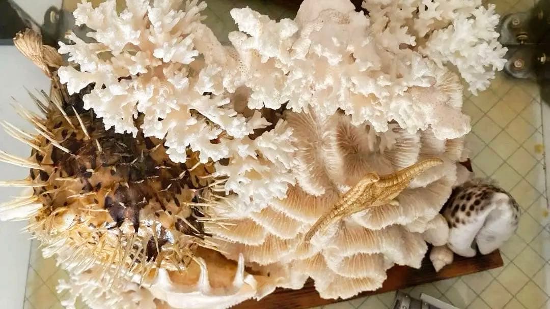 珊瑚　縁起物　昭和時代物　宝箱付き　アンティーク