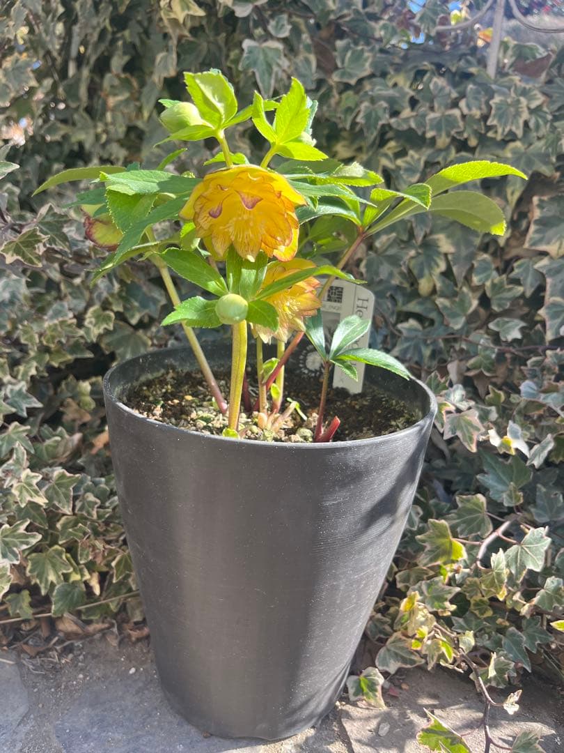 クリスマスローズ　広瀬園芸