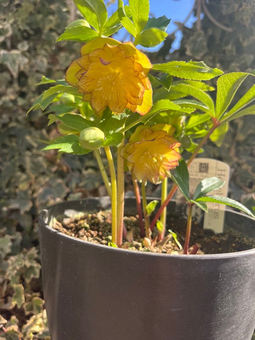 クリスマスローズ　広瀬園芸