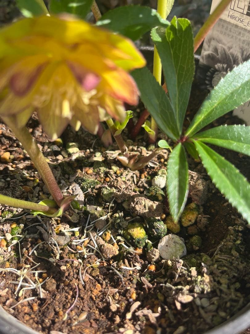 クリスマスローズ　広瀬園芸