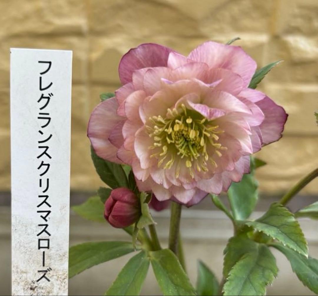 MIYABI様ご依頼品　クリスマスローズ2点　フレグランス　プチドール