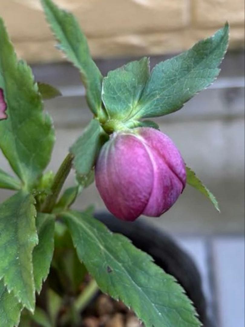 MIYABI様ご依頼品　クリスマスローズ2点　フレグランス　プチドール