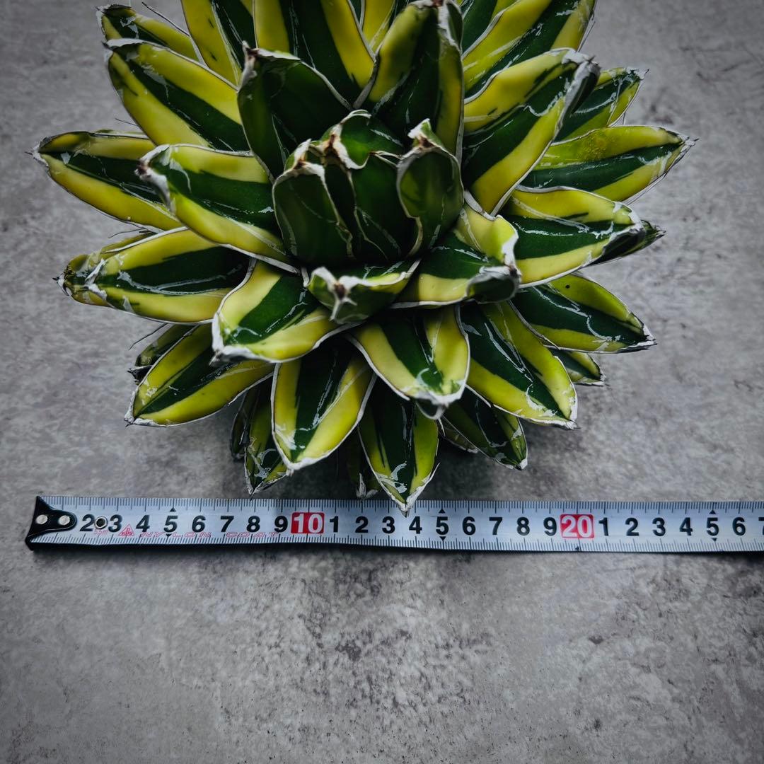 河*徹様 多肉植物・アガベ•笹の雪の黄覆輪•輝山・美しい斑入り　大株W24cm