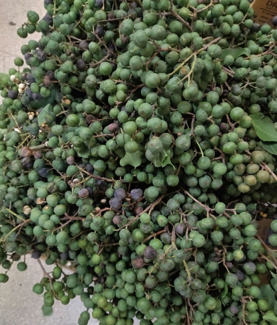 ナンキンハゼ。今年早採り。25本。ナンキンハゼの実。ドライフラワー。スワッグ。