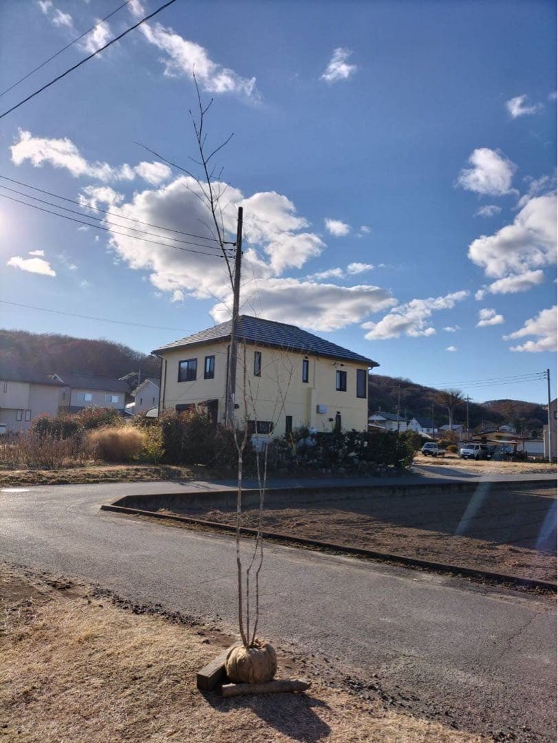 山採り アオダモ 自然樹形 株立ち 3本立ち