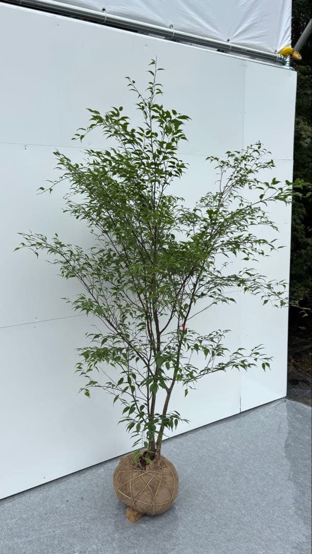 猫山 美しい樹形が魅力的 山採り ハイノキ 株立 643 樹高1.8m位