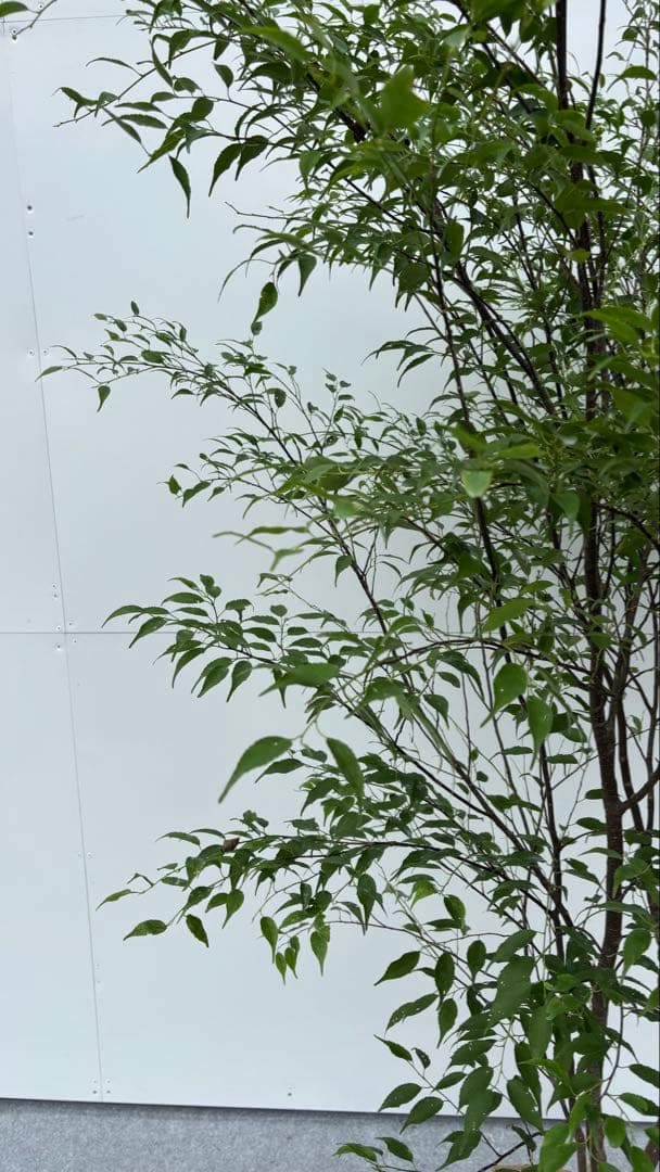 猫山 美しい樹形が魅力的 山採り ハイノキ 株立 643 樹高1.8m位