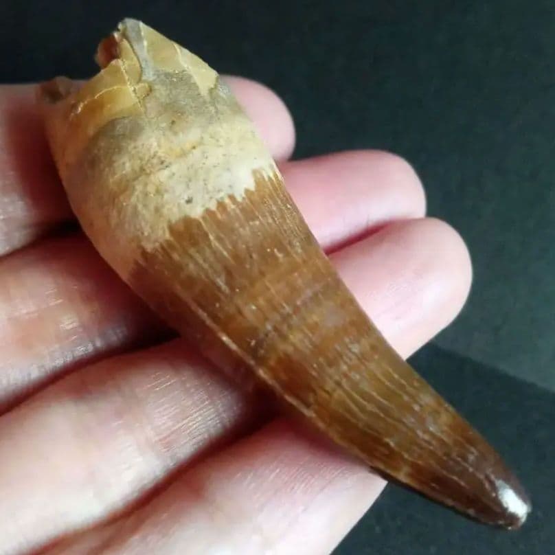 化石標本　絶滅種ワニ類　 ディロサウルス　極美麗
