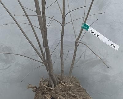 《現品》アオダモ　株立ち　樹高1.0ｍ（根鉢含まず）62【庭木/苗木/バット】