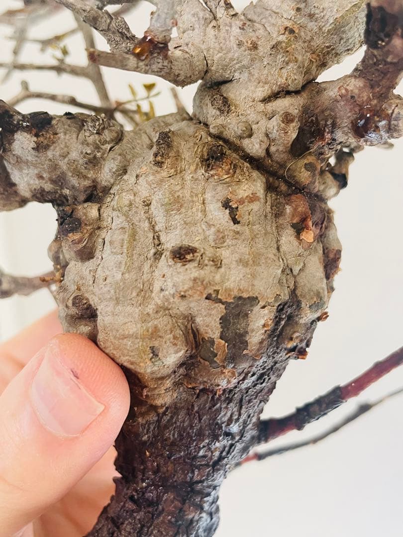 【価格見直し！】【発根済み限定3株】残り2株！オペルクリカリア・パキプス①