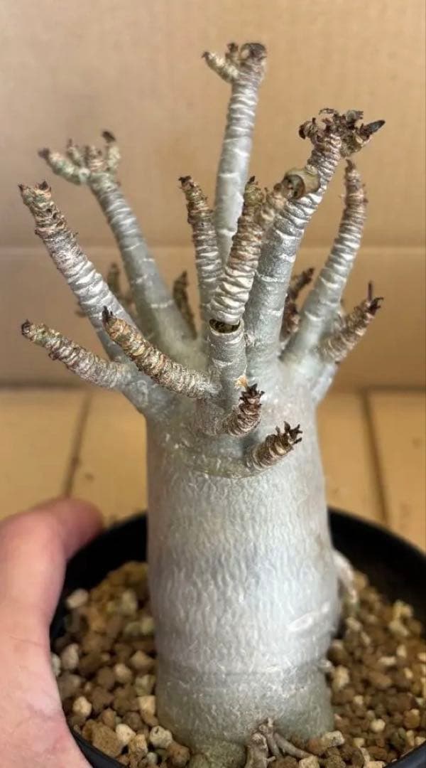 おりーぶ様確認用