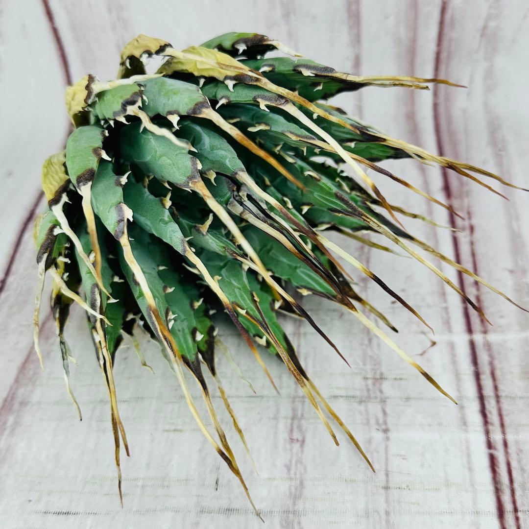 1 アガベ ユタエンシス　エボリスピナ ロングスパイン 現地株