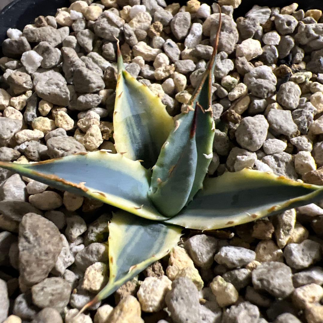 激レア　実生　エボリスピナ　鮮明斑入り