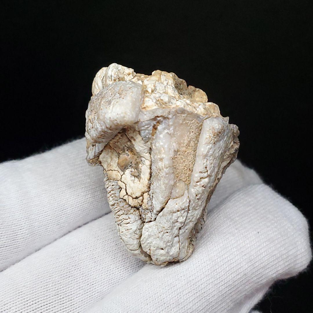 希少 カバ 化石 歯 本物 ジブチ共和国 35.93mm fr55