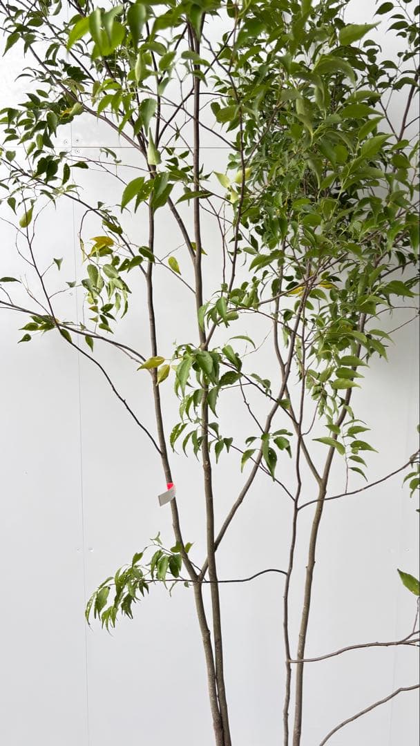 樹形の整った超特大の山採り極上株 ハイノキ 株立 557 樹高2.2m位 高級樹