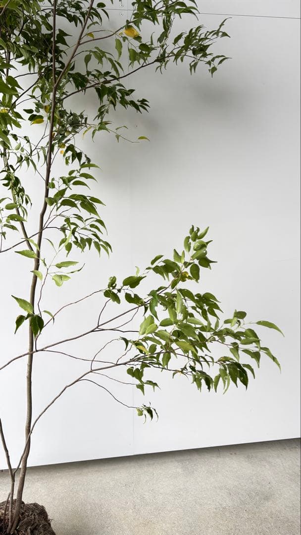 樹形の整った超特大の山採り極上株 ハイノキ 株立 557 樹高2.2m位 高級樹