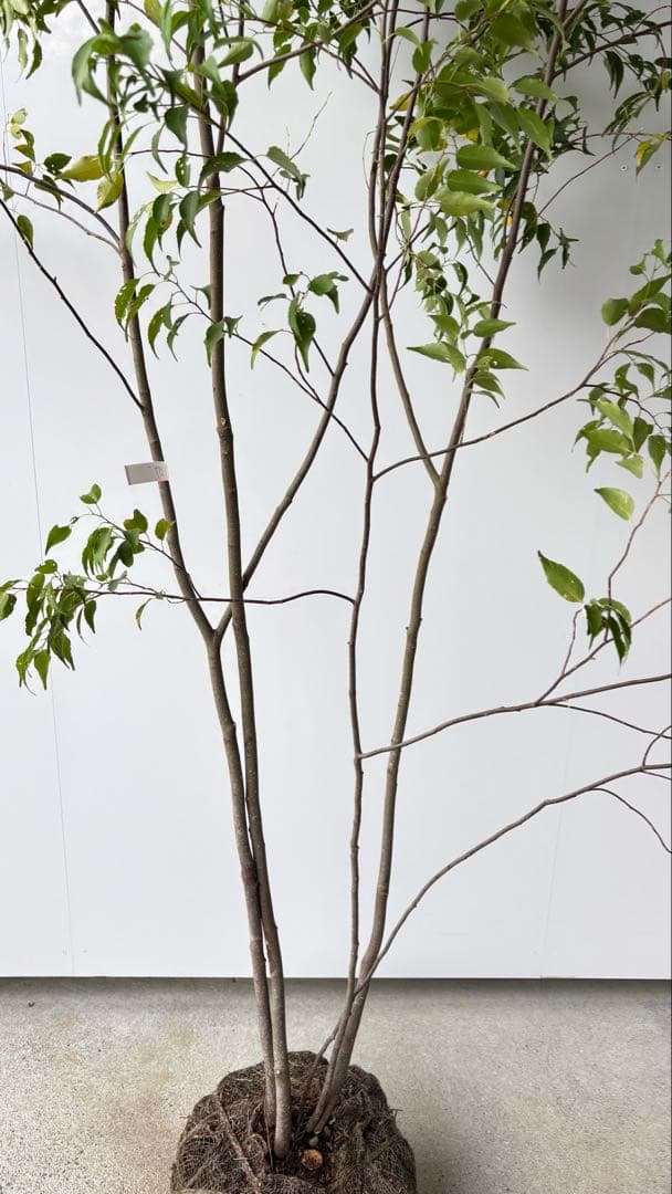 樹形の整った超特大の山採り極上株 ハイノキ 株立 557 樹高2.2m位 高級樹