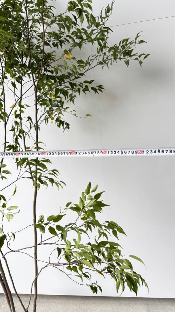 樹形の整った超特大の山採り極上株 ハイノキ 株立 557 樹高2.2m位 高級樹