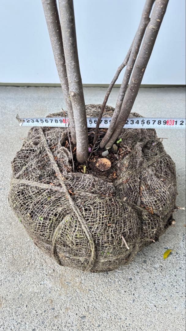 樹形の整った超特大の山採り極上株 ハイノキ 株立 557 樹高2.2m位 高級樹