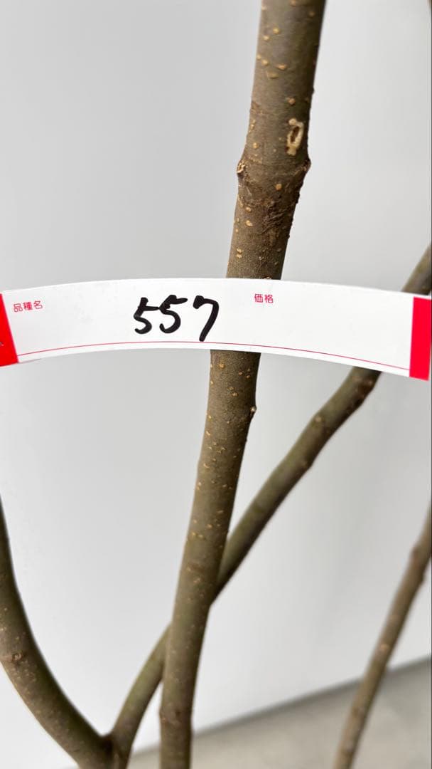 樹形の整った超特大の山採り極上株 ハイノキ 株立 557 樹高2.2m位 高級樹